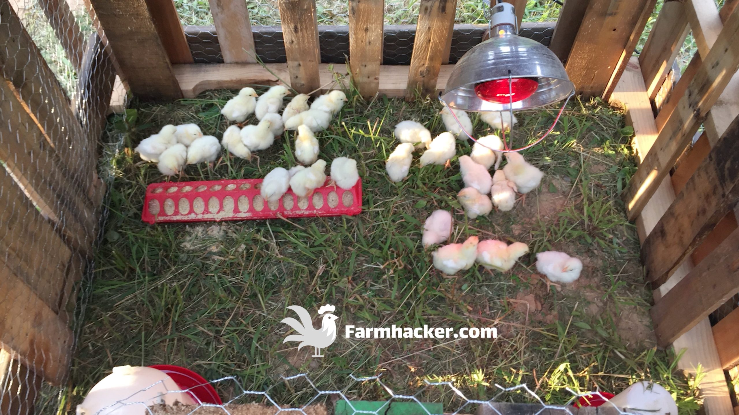 How to Build a Chicken Brooder out of Pallets - The Inside