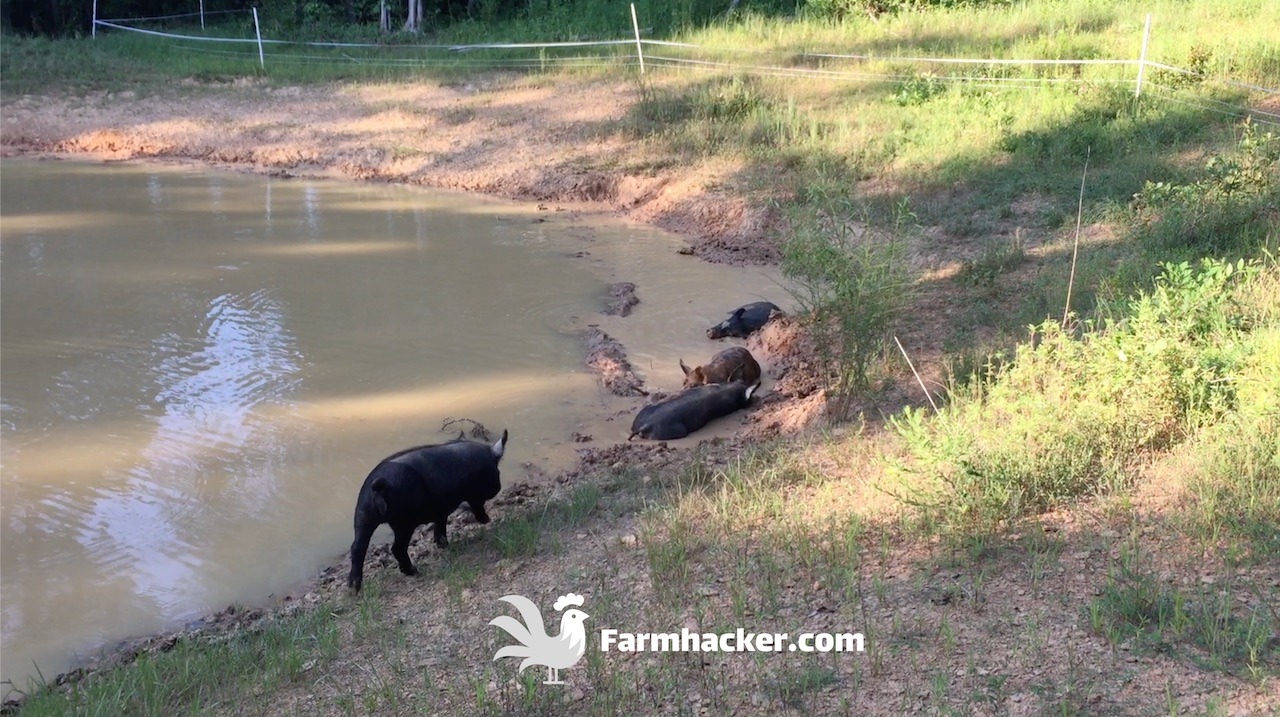 How to Seal a Pond Naturally With Pigs - Featured Image