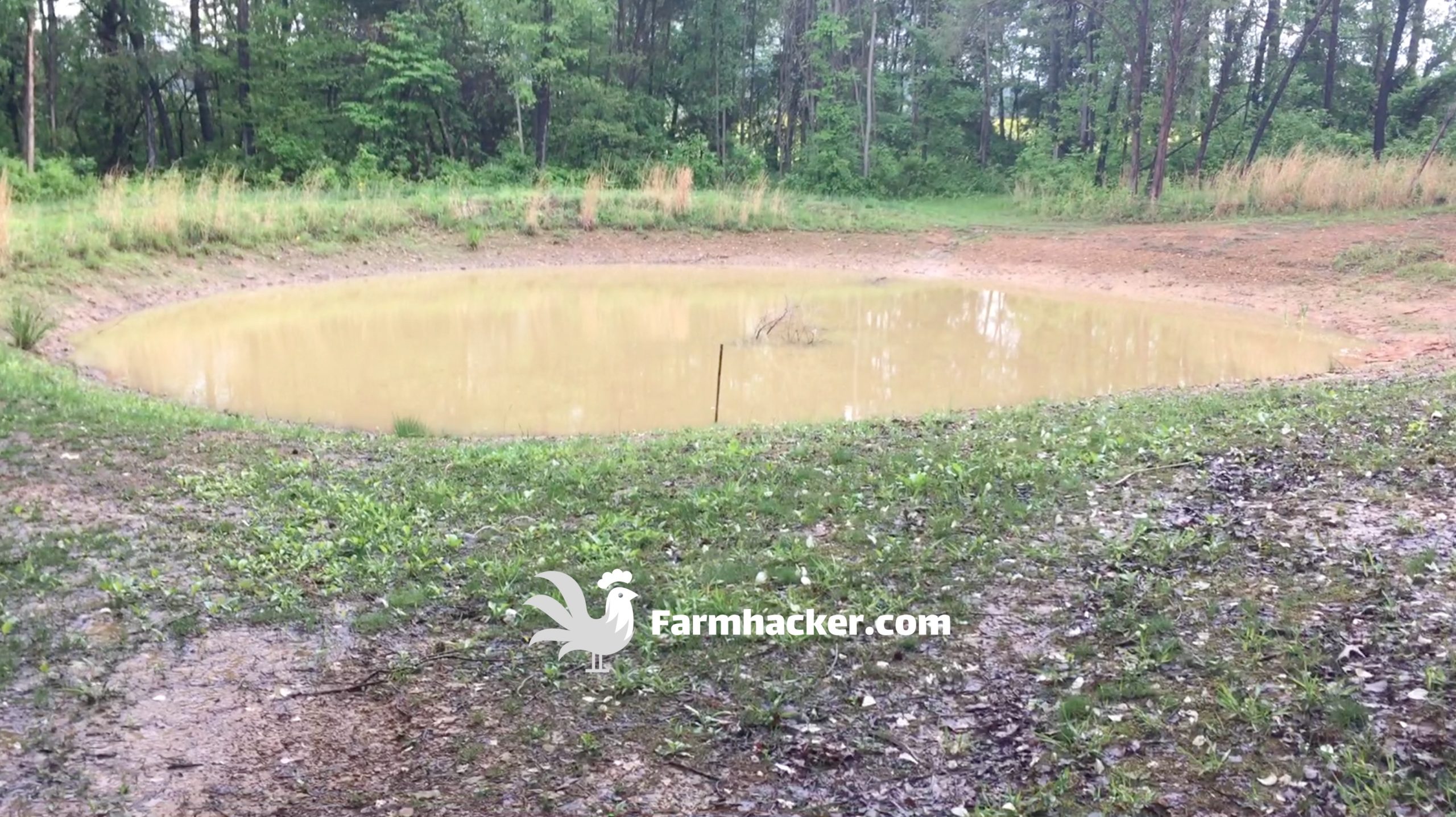 Our Pond With Low Water - How to Seal a Pond Naturally With Pigs