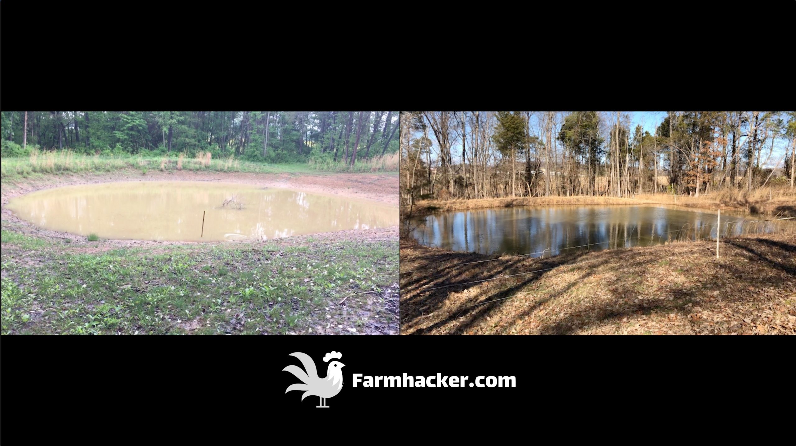 Before and After Pictures of Our Pond - How to Seal a Pond Naturally With Pigs