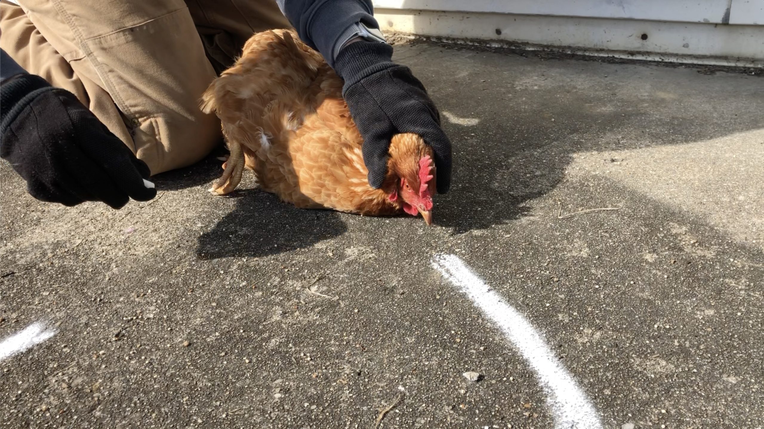 Drawing a Straight Line in Front of the Chicken to Hypnotize It