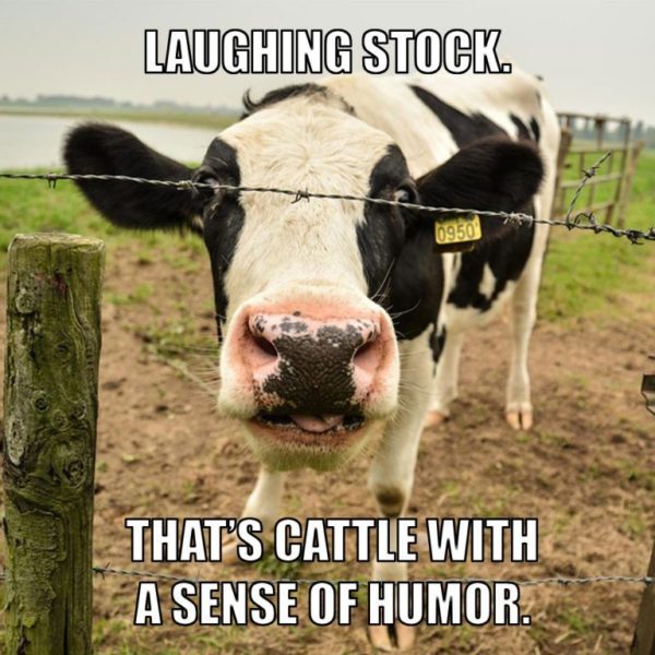 Laughing Stock, That's Cattle With a Sense of Humor - Farming Memes - Cow Looking at You Image