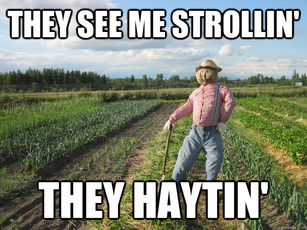 They See Me Strollin' They Haytin' - Farming Memes - Scarecrow in a Field Image