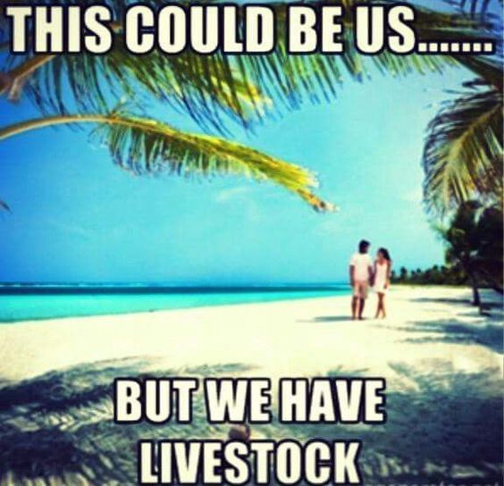 This Could Be Us but We Have Livestock - Farming Memes - Beach Image