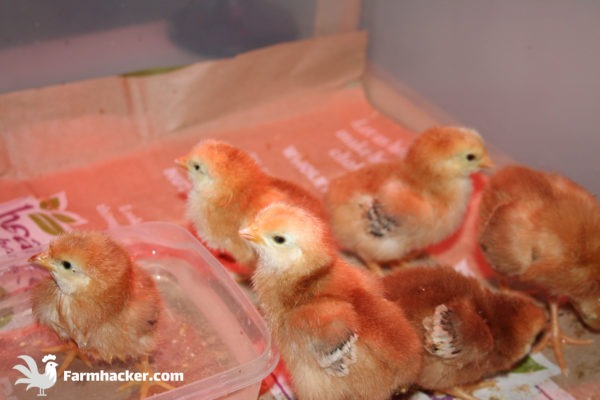 Read more about the article The 3 Best Egg Incubators in 2023