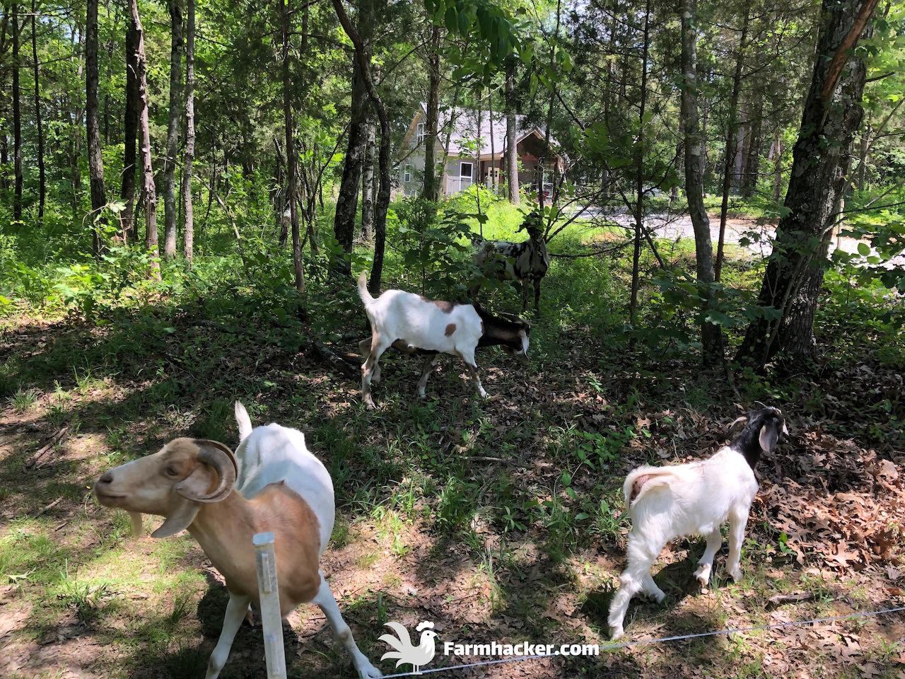 Best Goat Waterers Featured Image