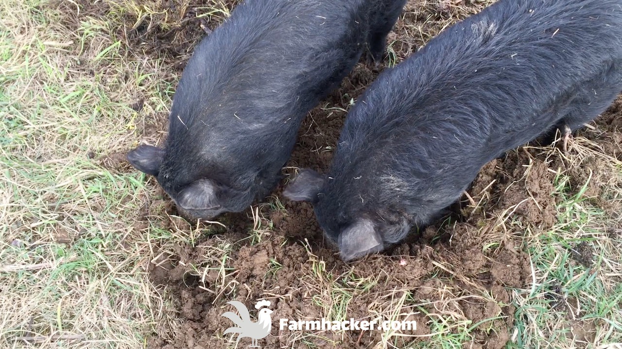 Read more about the article How to Till a Garden Without a Tiller Using Pigs