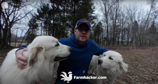 Read more about the article 5 Tips for Training Great Pyrenees to Guard Chickens