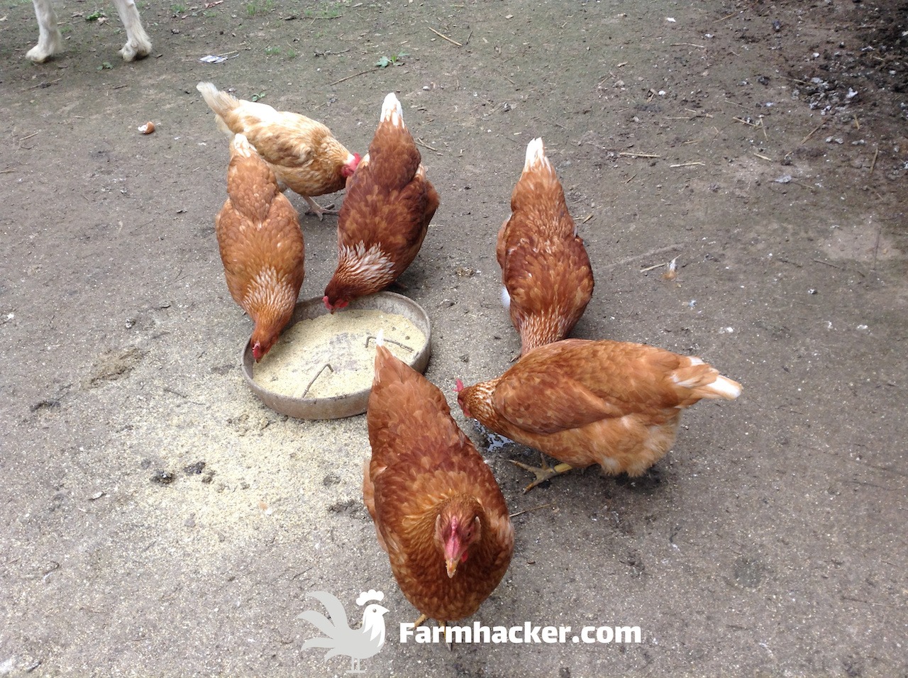 Read more about the article The 3 Best Chicken Feeds for Layers in 2023