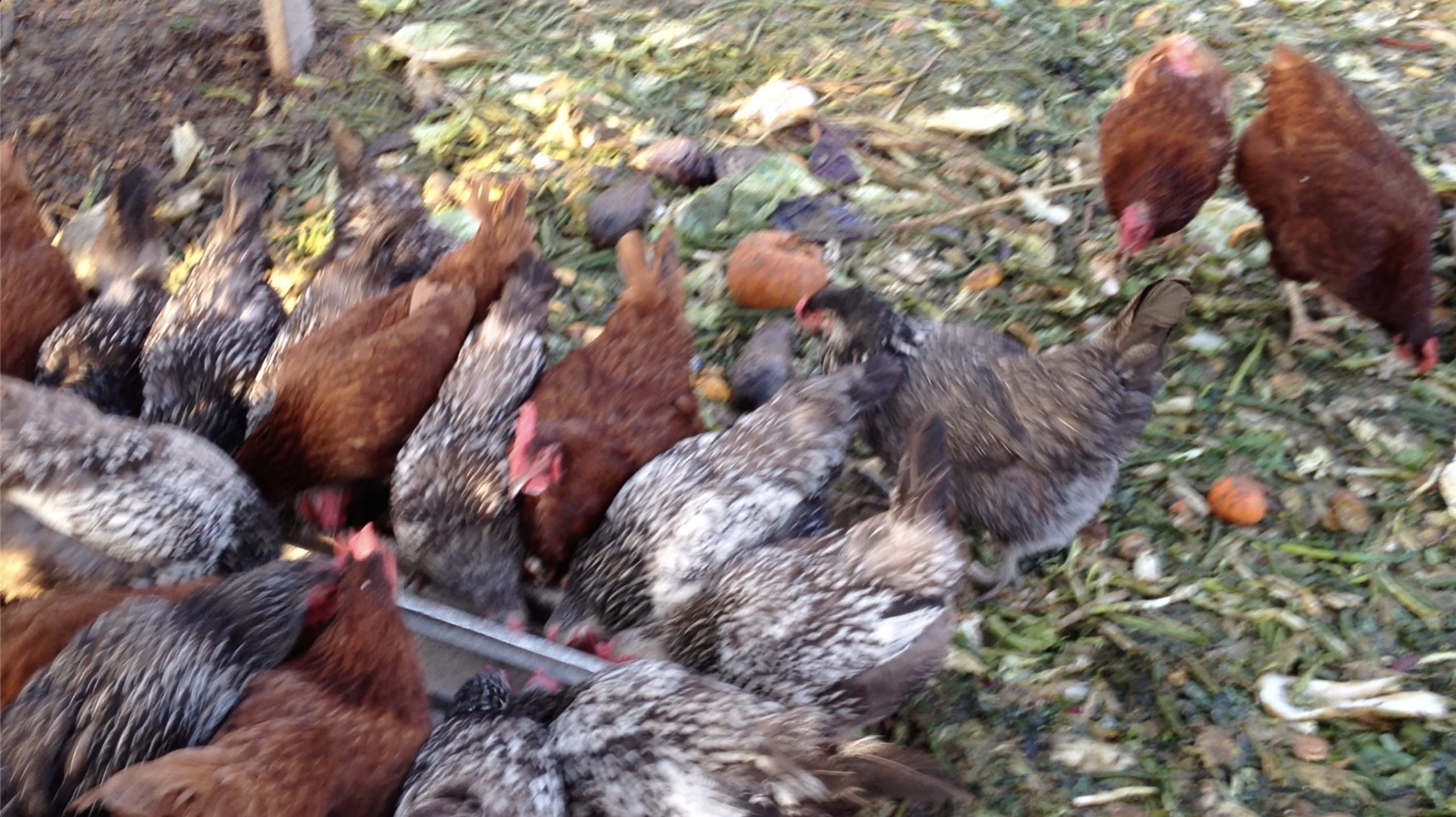 Compost Under the Chickens