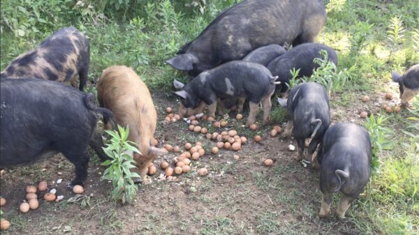 What Do Pigs Eat? By a Small-Scale Pig Farmer