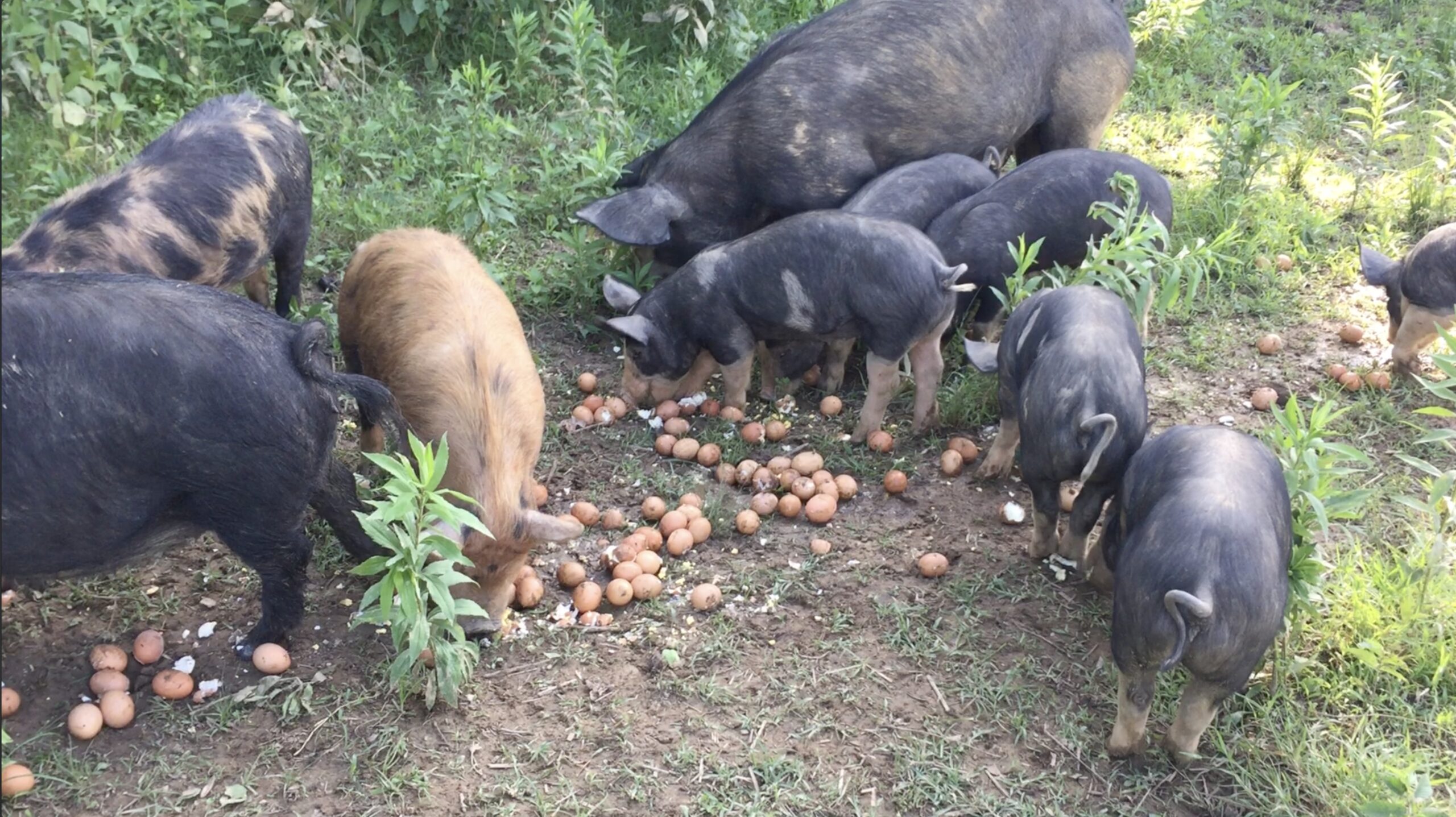 Read more about the article What Do Pigs Eat? By a Small-Scale Pig Farmer